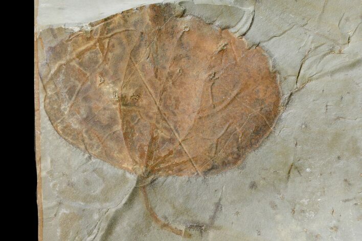 Paleocene Fossil Leaf (Zizyphoides) - Montana #165011
